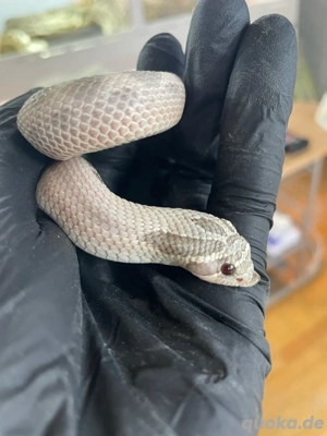 Hakennasennatter Männchen (Heterodon nasicus) Lavender Anaconda