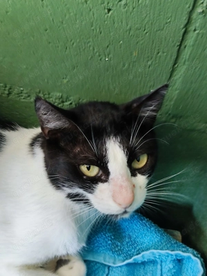 Presley sucht ihr Zuhause - Einzelkatze