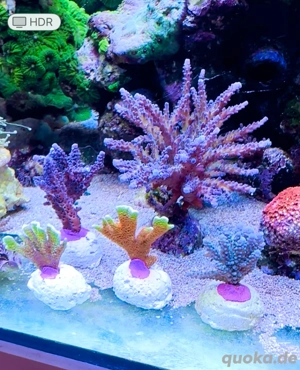 SPS Korallen Ableger