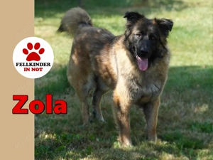 große Sarplaninac Mischlings-Hündin Zola sucht ein Zuhause