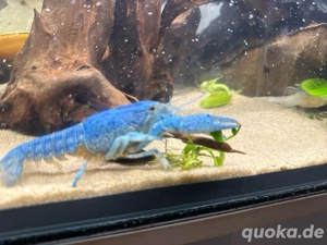 Aquarium Krebse