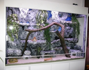 Farbintensive Bartagamen rot und citrus-rot Mix, ca. 25 - 28 cm (Versand möglich) Bild 4