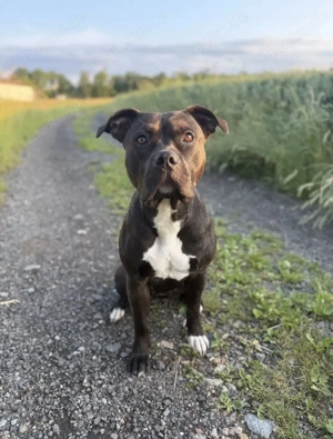 American Bully XL