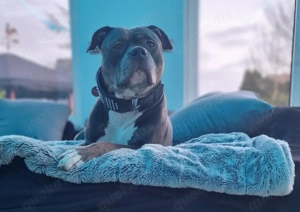 Edel Mischlings Welpen American Bully x Schäferhund