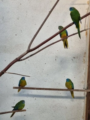 sittiche und papagaen