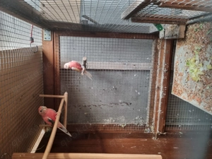 sittiche und papagaen Bild 2