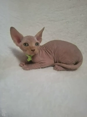 2 Wonneprobben suchen ein Zuhause