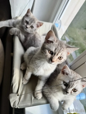 BKH-Mix Jungkätzchen   zahm, stubenrein & bereit für ihr Zuhause   
