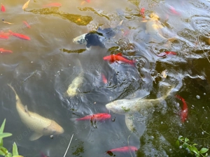 Sehr große Kois und viele Goldfische abzugeben für einen sehr großen Teich für Selbstabholer