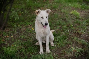 *PAULO* - Aktiv, verspielt, zugänglich, sozial Bild 3