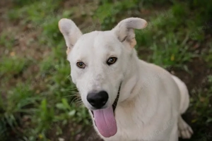 *PAULO* - Aktiv, verspielt, zugänglich, sozial Bild 6