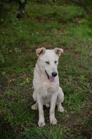 *PAULO* - Aktiv, verspielt, zugänglich, sozial Bild 2