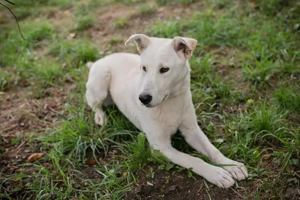 *PAULO* - Aktiv, verspielt, zugänglich, sozial Bild 4