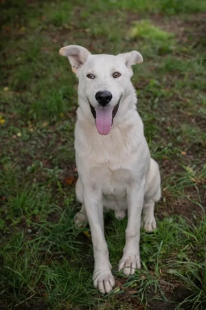 *PAULO* - Aktiv, verspielt, zugänglich, sozial Bild 5