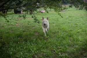 *PAULO* - Aktiv, verspielt, zugänglich, sozial Bild 8