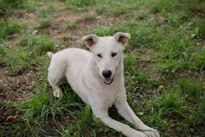 *PAULO* - Aktiv, verspielt, zugänglich, sozial Bild 7