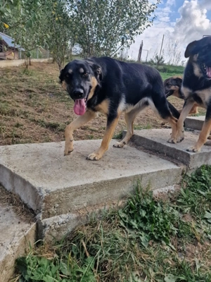 Olivia, nur weil ich schwarz bin finde ich meine Menschen nicht? Bild 8