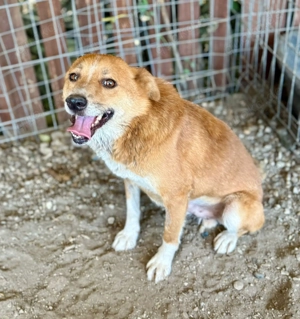Tobi möchte dein treuer Begleiter sein 
