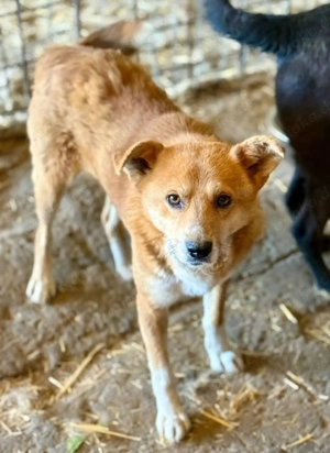 Tobi ist ein freundlicher Schatz