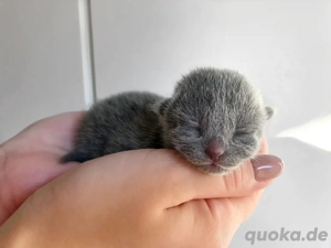 Russsisch Blau Kitten mit Stammbaum
