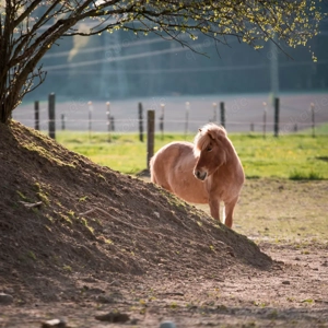 Zeit am Ponystall Bild 2