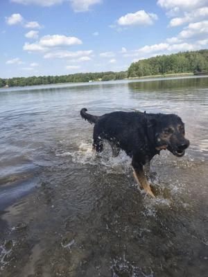 Betty benötigt dringend neues ländliches Zuhause  Bild 2