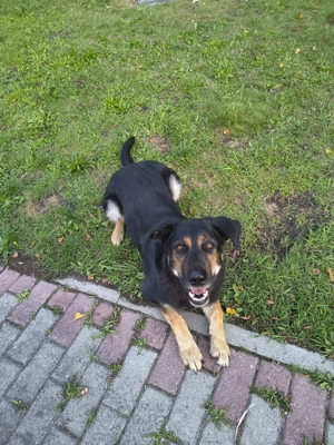 Betty benötigt dringend neues ländliches Zuhause  Bild 7