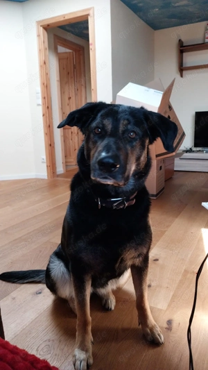 Betty benötigt dringend neues ländliches Zuhause  Bild 4