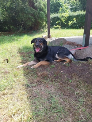 Betty benötigt dringend neues ländliches Zuhause  Bild 6