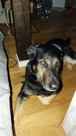 Betty benötigt dringend neues ländliches Zuhause  Bild 5