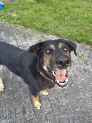 Betty benötigt dringend neues ländliches Zuhause  Bild 8