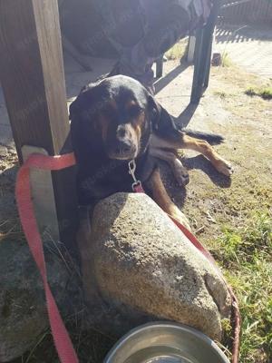 Betty benötigt dringend neues ländliches Zuhause  Bild 9