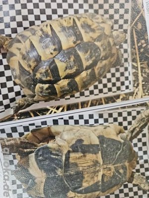 testudo graeca nabeulensis tunesische landschildkröten weibchen