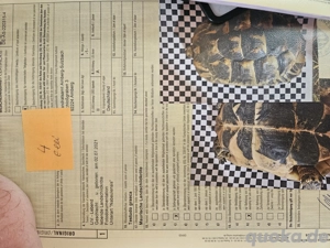 testudo graeca nabeulensis tunesische landschildkröten weibchen Bild 9 testudo graeca nabeulensis tunesische landschildkröten weibchen Bild 9