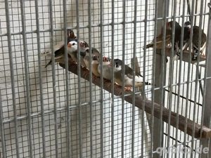 Zebrafinken abzugeben 