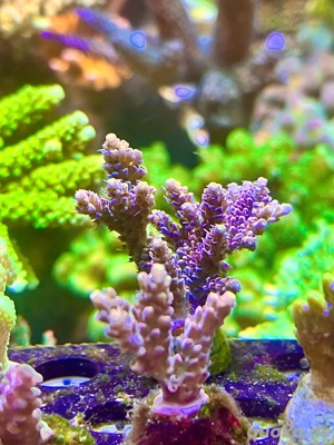 meerwasser korallen ableger