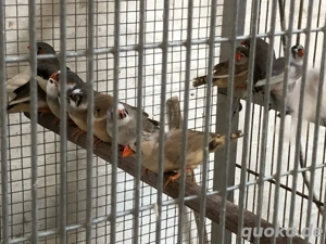 Zebrafinken abzugeben 