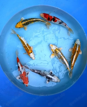 Sehr schöne Japan Koi zu verkaufen