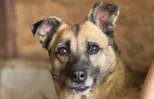 Rose S ca. 42 cm   möchte gern dazugehören