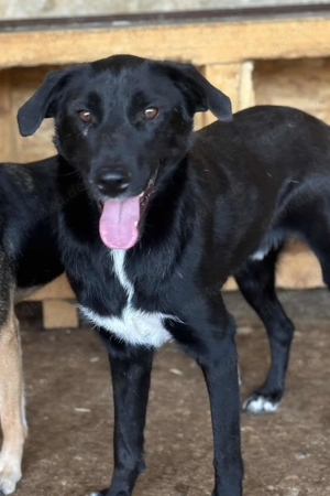 Beauty W ca. 49 cm   der Wunderbare