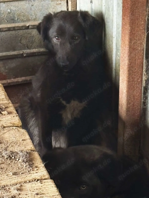 Talisha ca. 45 cm   möchte endlich mutig sein