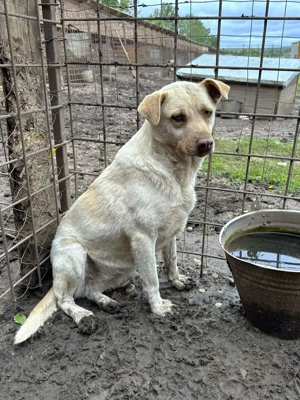 Ocean ca. 50 cm   eine Schönheit