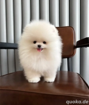 Pomeranian-Welpen