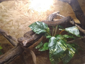 Kleine 0.1 Pastel Sonora Leopard Boa Constrictor (Auf Wunsch mit Zubehör)