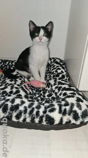 Babykatzen, Katzenbaby