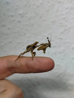 Phyllocrania paradoxa Geistermantid