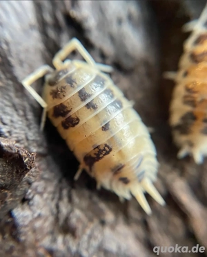 Panda Asseln - Porcellio Laevis