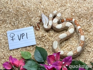 VPI T+ Boa Imperator