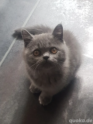 Noch 2 kräftige süße BKH Kitten in blue