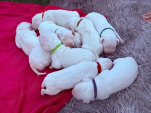 Dogo Argentino Welpen